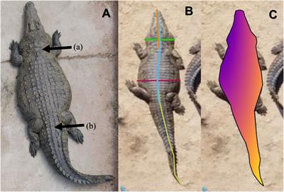 Remote body condition scoring of Nile crocodiles (Crocodylus niloticus) using uncrewed aerial vehicle derived morphometrics
